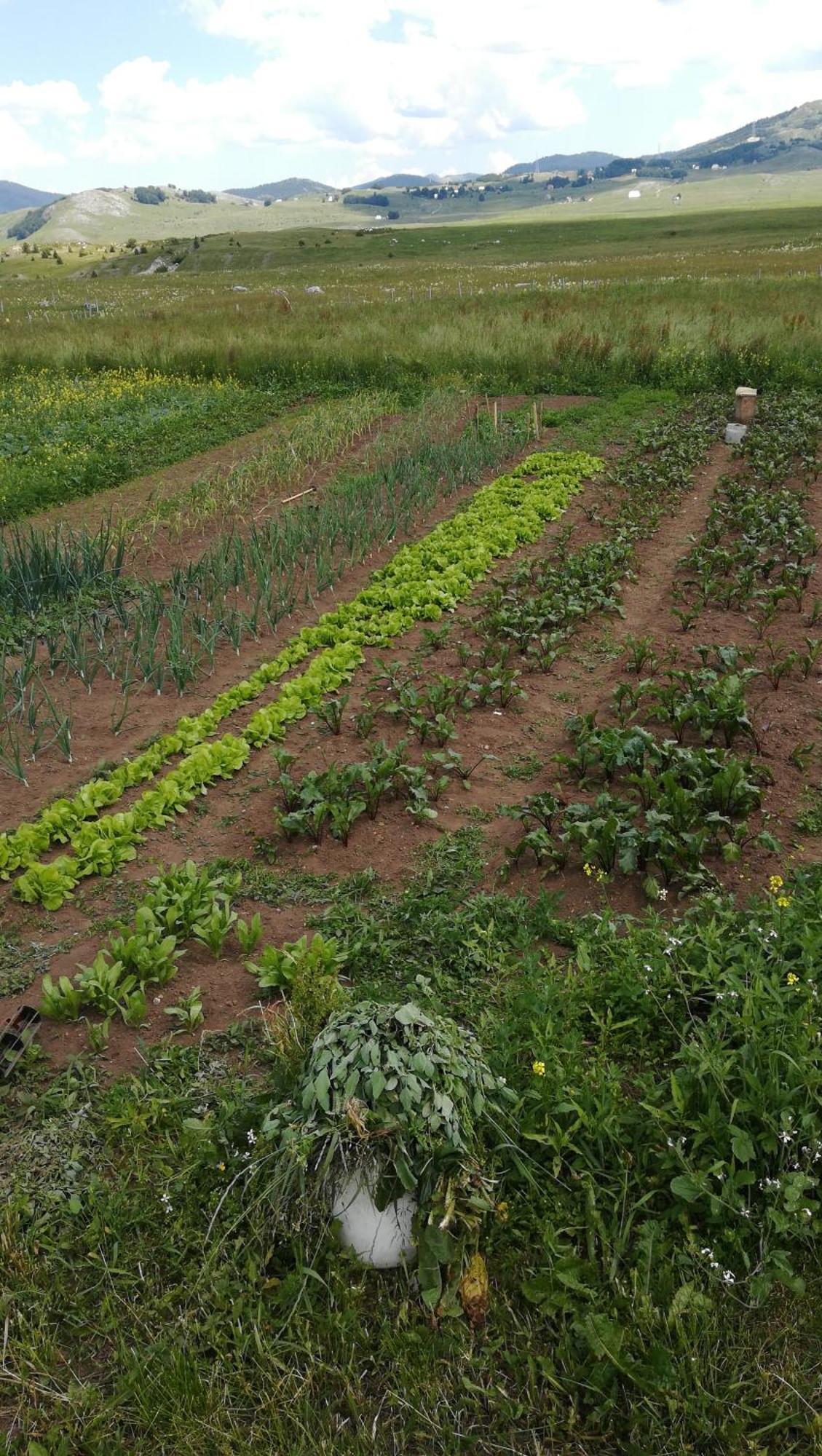 Отель Organic Family Farm Жабляк Номер фото